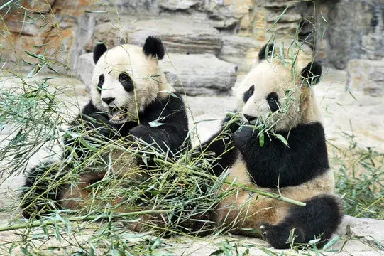 Pekin — Pandas, Grande Muraille et Parc Olympique - Photo 2