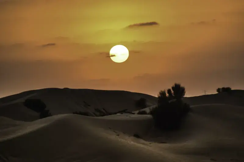 Safari - Photo 3